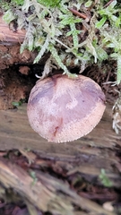 Neolentinus adhaerens