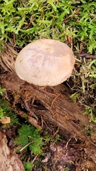 Neolentinus adhaerens