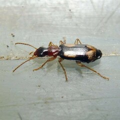 Dromius quadrimaculatus
