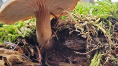 Neolentinus adhaerens