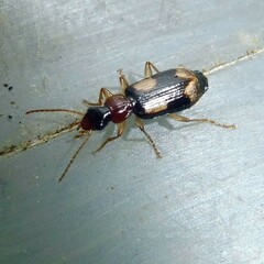 Dromius quadrimaculatus