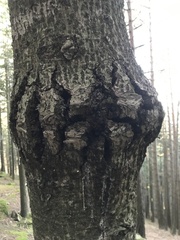 Abies alba