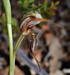 Pterostylis excelsa