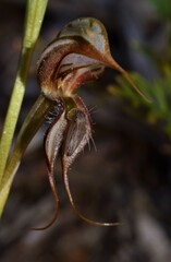 Pterostylis excelsa