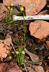 Bulbine semibarbata