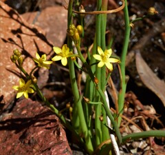 Bulbine semibarbata