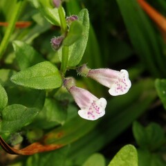 Scutellaria minor