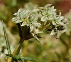 Scleranthus pungens