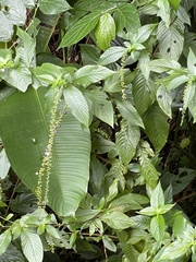 Gonzalagunia hirsuta