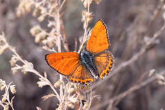 Lycaena thersamon