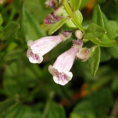 Scutellaria minor