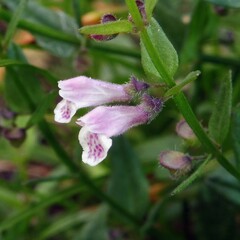Scutellaria minor