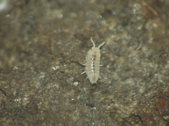Platyarthridae