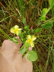 Hypericum crux-andreae