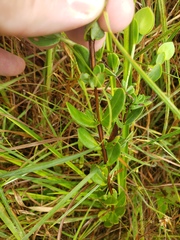 Hypericum crux-andreae