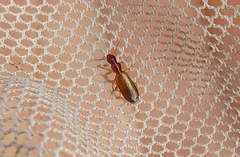 Paradromius linearis