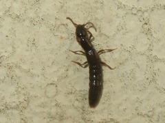 Xantholinus longiventris