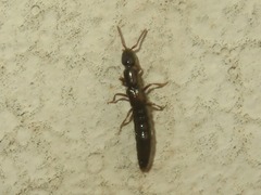 Xantholinus longiventris