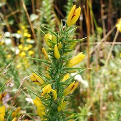 Ulex minor