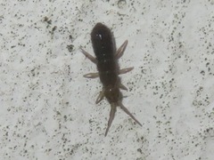 Isotominae