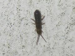Isotominae