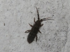 Orchesella villosa