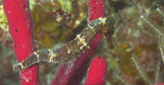 Hippocampus reidi