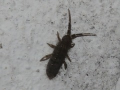 Orchesella villosa