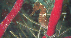 Hippocampus reidi