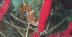 Hippocampus reidi