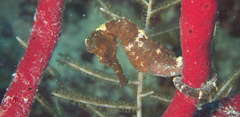 Hippocampus reidi