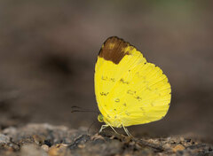 Eurema simulatrix