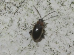 Longitarsus dorsalis