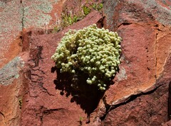 Scleranthus pungens