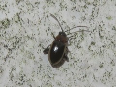 Longitarsus dorsalis