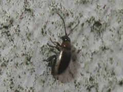 Longitarsus dorsalis