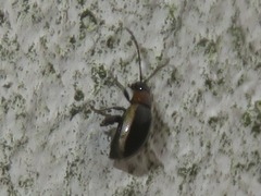 Longitarsus dorsalis