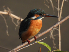 Alcedo atthis
