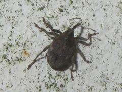 Parethelcus pollinarius