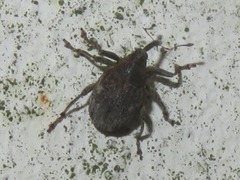Parethelcus pollinarius