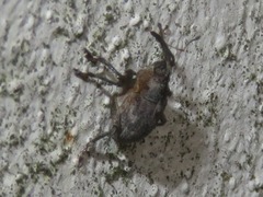 Parethelcus pollinarius