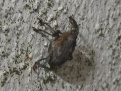 Parethelcus pollinarius