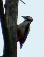 Dendrocopos major