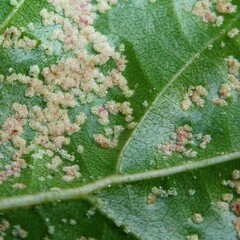 Acalitus brevitarsus