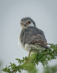 Polihierax semitorquatus