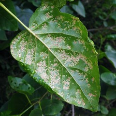 Acalitus brevitarsus