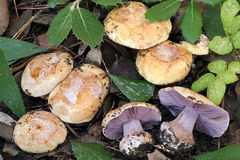 Cortinarius haasii