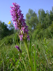 Dactylorhiza incarnata incarnata