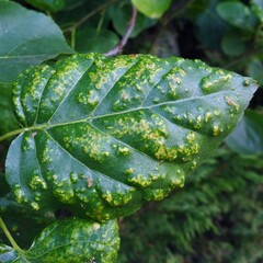 Acalitus brevitarsus