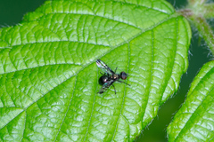 Rivellia syngenesiae